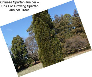 Chinese Spartan Juniper – Tips For Growing Spartan Juniper Trees