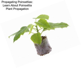 Propagating Poinsettias: Learn About Poinsettia Plant Propagation
