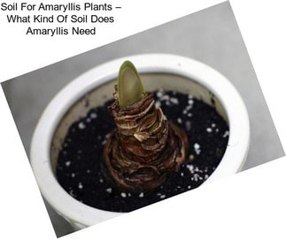 Soil For Amaryllis Plants – What Kind Of Soil Does Amaryllis Need