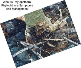 What Is Phytophthora: Phytophthora Symptoms And Management