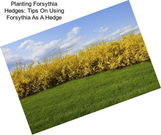 Planting Forsythia Hedges: Tips On Using Forsythia As A Hedge