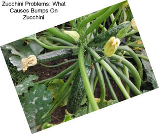 Zucchini Problems: What Causes Bumps On Zucchini