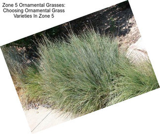 Zone 5 Ornamental Grasses: Choosing Ornamental Grass Varieties In Zone 5