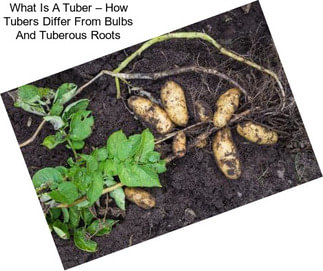 What Is A Tuber – How Tubers Differ From Bulbs And Tuberous Roots