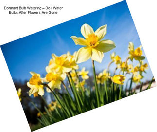 Dormant Bulb Watering – Do I Water Bulbs After Flowers Are Gone