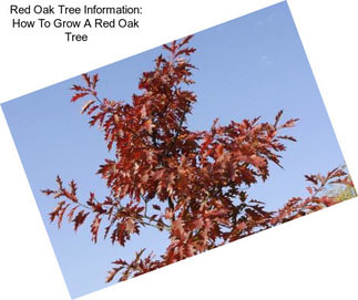 Red Oak Tree Information: How To Grow A Red Oak Tree