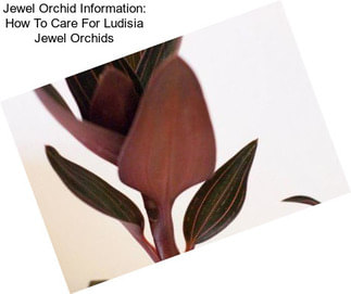 Jewel Orchid Information: How To Care For Ludisia Jewel Orchids