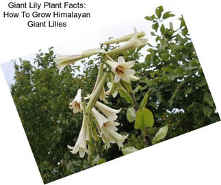 Giant Lily Plant Facts: How To Grow Himalayan Giant Lilies