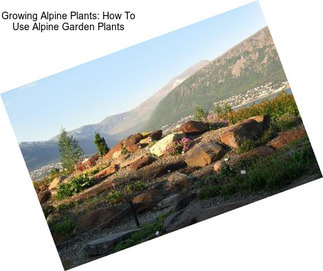 Growing Alpine Plants: How To Use Alpine Garden Plants
