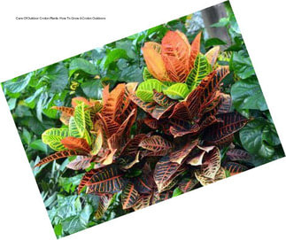 Care Of Outdoor Croton Plants: How To Grow A Croton Outdoors