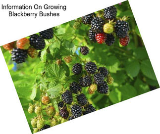 Information On Growing Blackberry Bushes