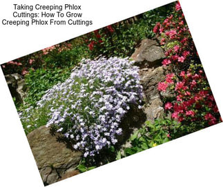 Taking Creeping Phlox Cuttings: How To Grow Creeping Phlox From Cuttings