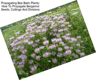 Propagating Bee Balm Plants: How To Propagate Bergamot Seeds, Cuttings And Divisions