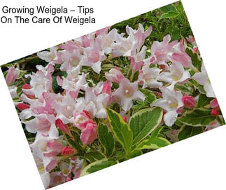 Growing Weigela – Tips On The Care Of Weigela