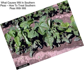 What Causes Wilt In Southern Peas – How To Treat Southern Peas With Wilt