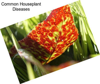 Common Houseplant Diseases