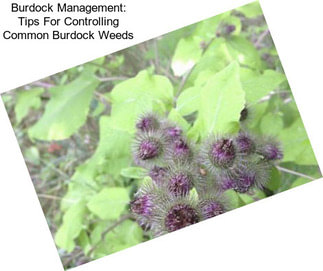 Burdock Management: Tips For Controlling Common Burdock Weeds