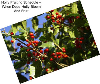Holly Fruiting Schedule – When Does Holly Bloom And Fruit