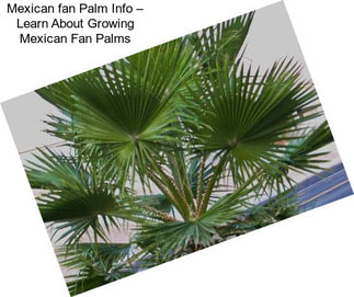 Mexican fan Palm Info – Learn About Growing Mexican Fan Palms