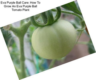 Eva Purple Ball Care: How To Grow An Eva Purple Ball Tomato Plant