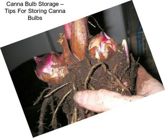 Canna Bulb Storage – Tips For Storing Canna Bulbs