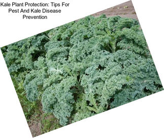 Kale Plant Protection: Tips For Pest And Kale Disease Prevention