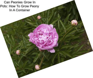 Can Peonies Grow In Pots: How To Grow Peony In A Container