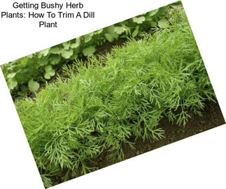 Getting Bushy Herb Plants: How To Trim A Dill Plant