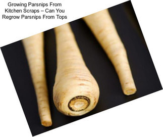 Growing Parsnips From Kitchen Scraps – Can You Regrow Parsnips From Tops