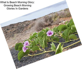 What Is Beach Morning Glory: Growing Beach Morning Glories In Gardens