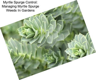 Myrtle Spurge Control: Managing Myrtle Spurge Weeds In Gardens