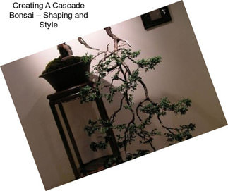 Creating A Cascade Bonsai – Shaping and Style