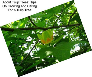 About Tulip Trees: Tips On Growing And Caring For A Tulip Tree