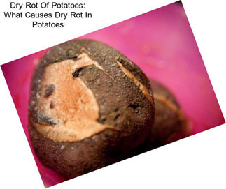 Dry Rot Of Potatoes: What Causes Dry Rot In Potatoes