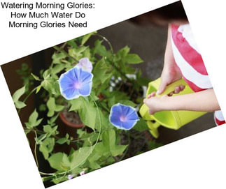 Watering Morning Glories: How Much Water Do Morning Glories Need