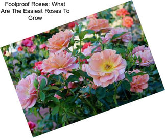 Foolproof Roses: What Are The Easiest Roses To Grow
