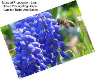 Muscari Propagation: Learn About Propagating Grape Hyacinth Bulbs And Seeds
