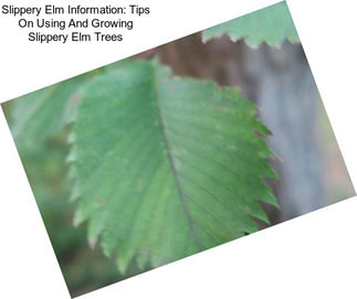 Slippery Elm Information: Tips On Using And Growing Slippery Elm Trees