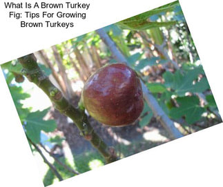 What Is A Brown Turkey Fig: Tips For Growing Brown Turkeys