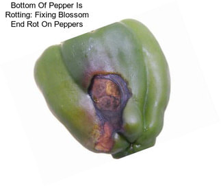 Bottom Of Pepper Is Rotting: Fixing Blossom End Rot On Peppers