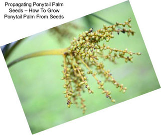 Propagating Ponytail Palm Seeds – How To Grow Ponytail Palm From Seeds