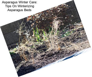 Asparagus Winter Care: Tips On Winterizing Asparagus Beds