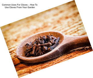 Common Uses For Cloves – How To Use Cloves From Your Garden