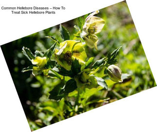 Common Hellebore Diseases – How To Treat Sick Hellebore Plants