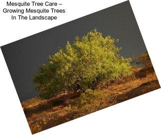 Mesquite Tree Care – Growing Mesquite Trees In The Landscape