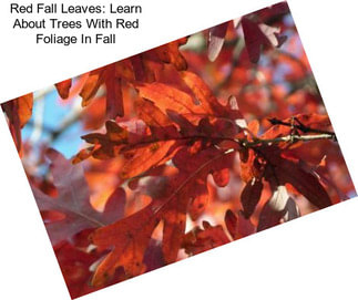 Red Fall Leaves: Learn About Trees With Red Foliage In Fall
