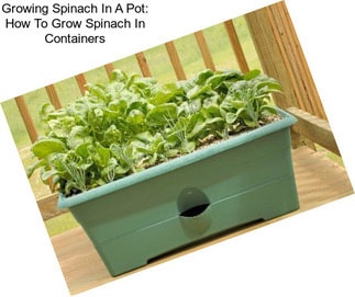 Growing Spinach In A Pot: How To Grow Spinach In Containers