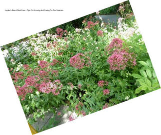 Jupiter\'s Beard Plant Care – Tips On Growing And Caring For Red Valerian