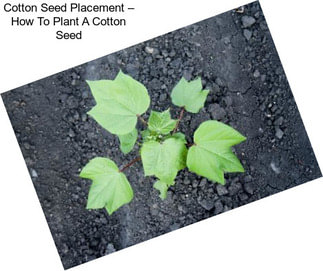 Cotton Seed Placement – How To Plant A Cotton Seed