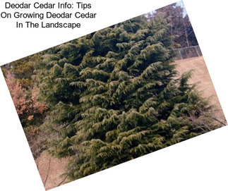 Deodar Cedar Info: Tips On Growing Deodar Cedar In The Landscape